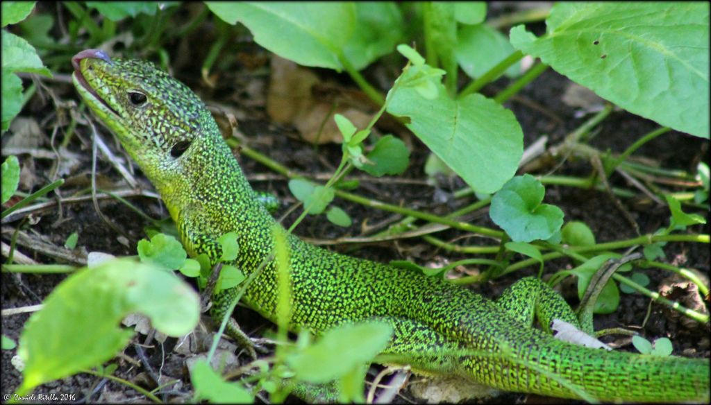 Lacerta bilineata, maschio adulto